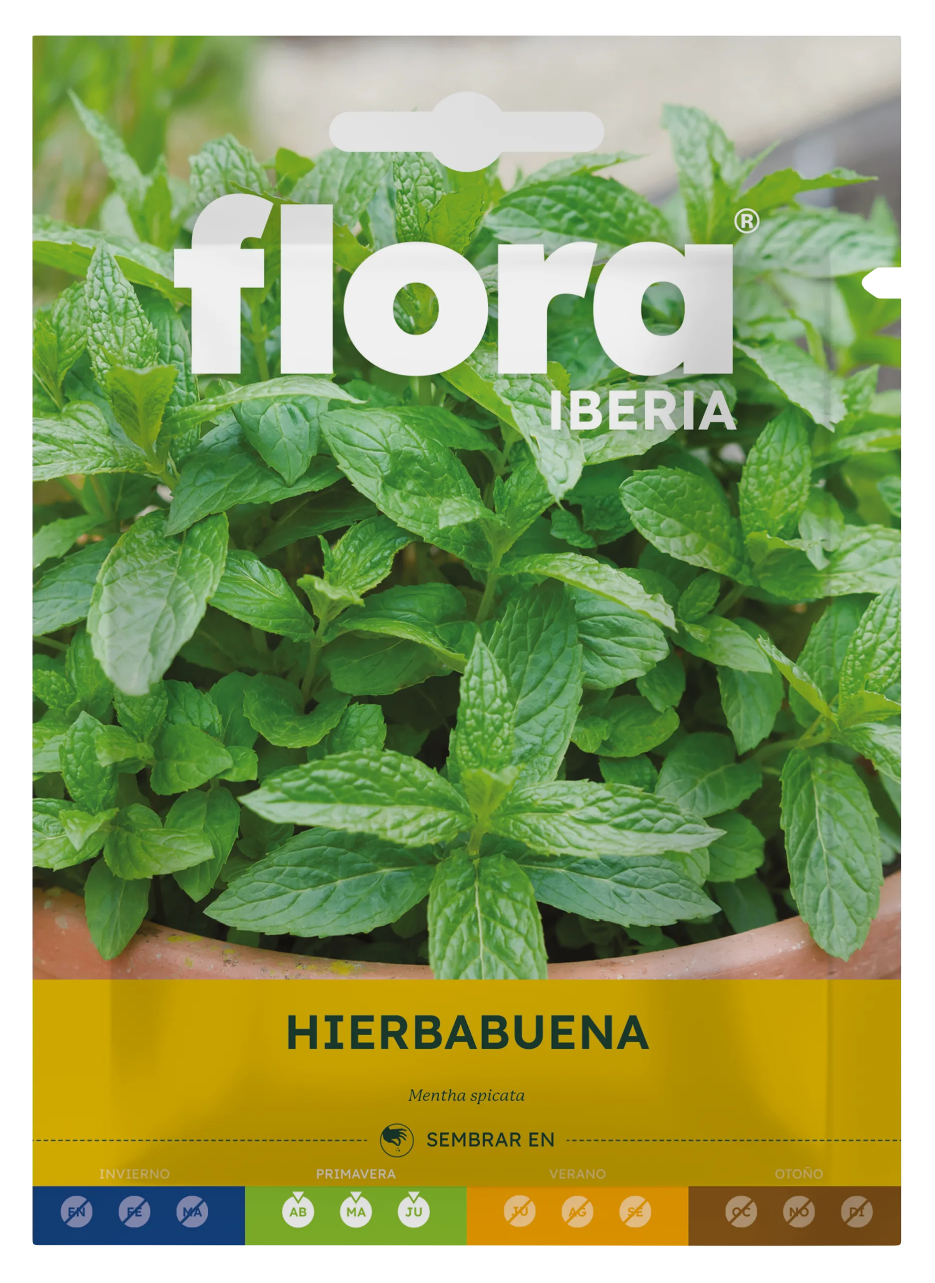 IA65580BOLS - Hierbabuena