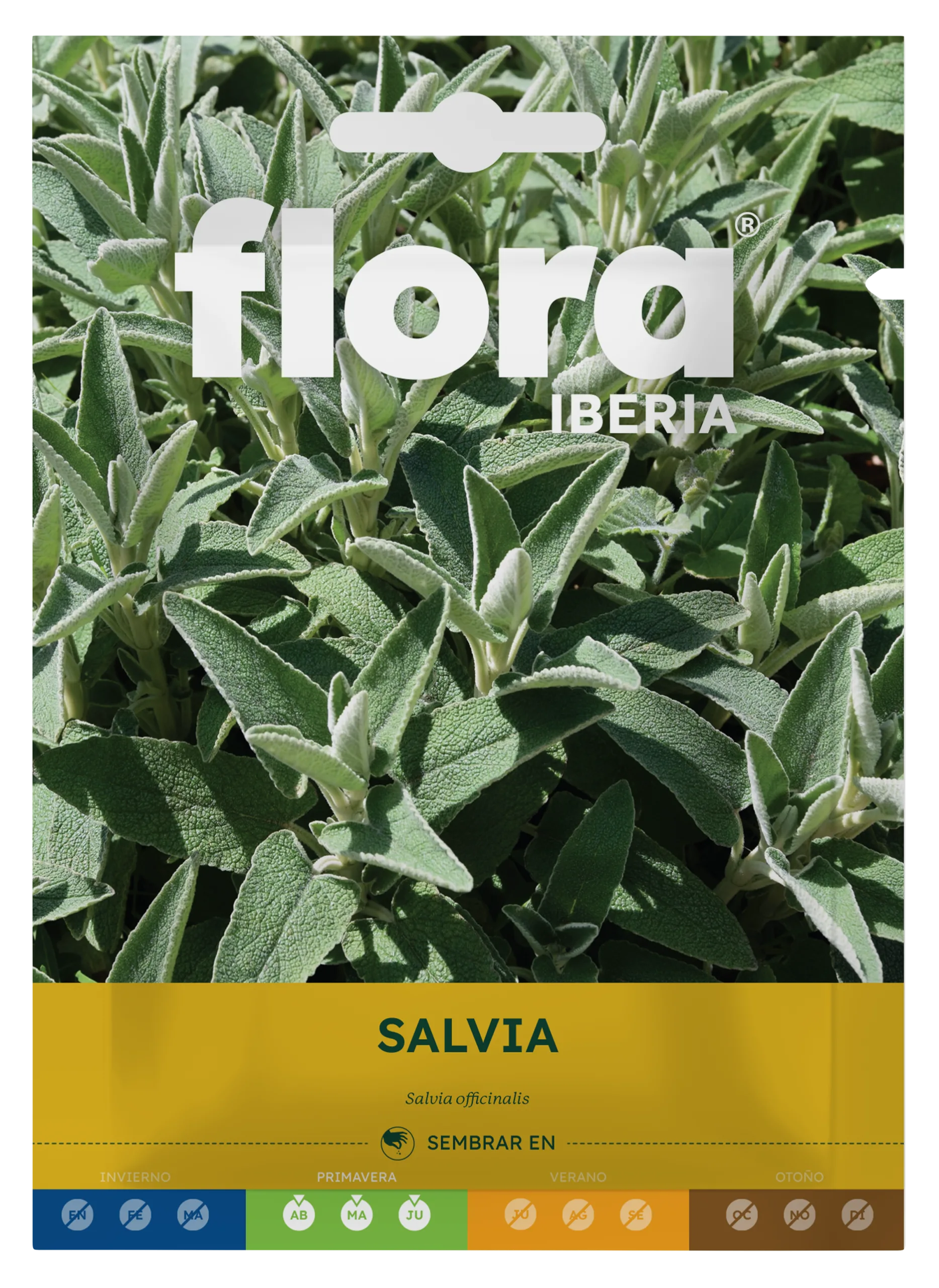IA65605BOLS - Salvia