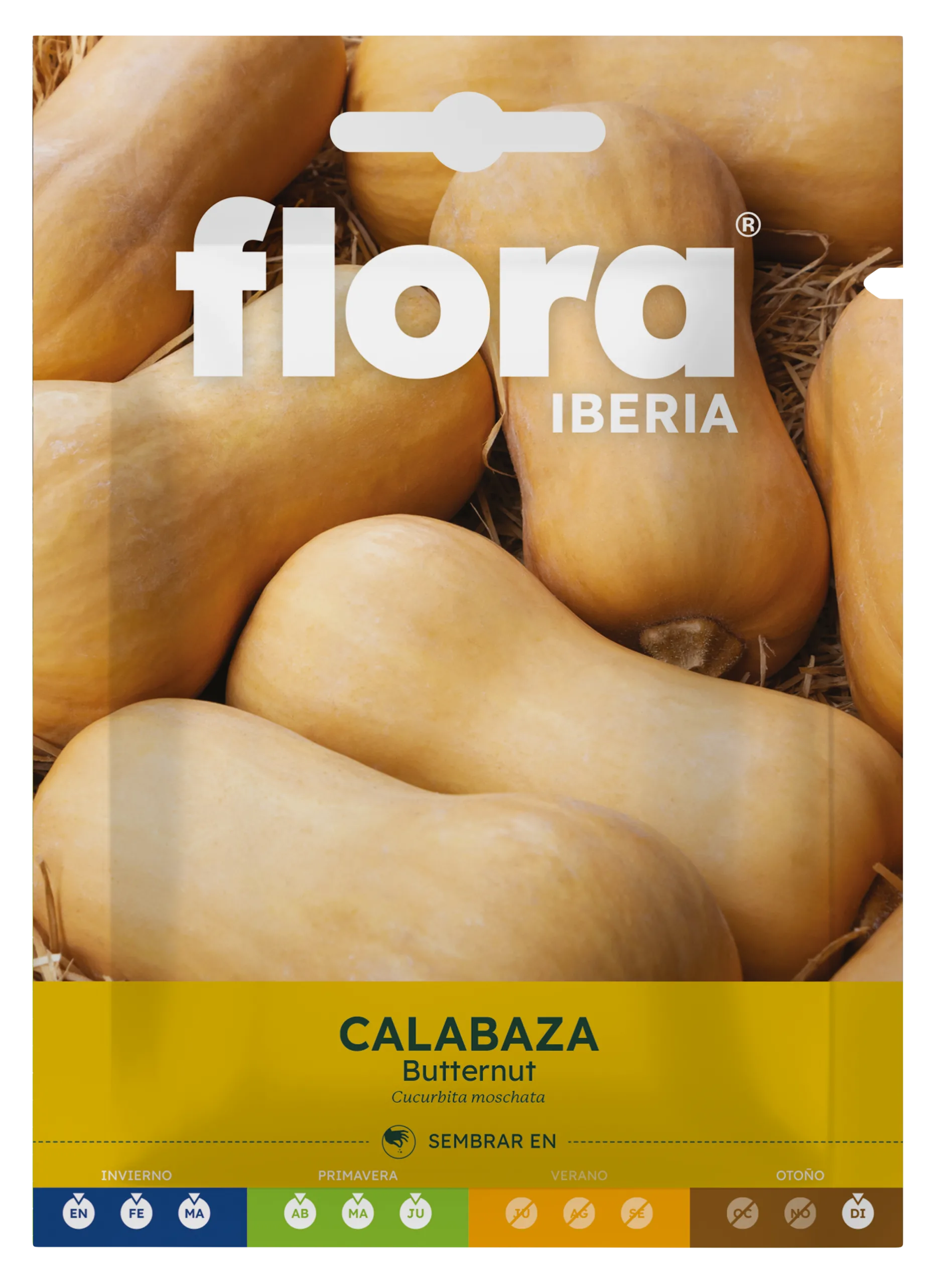 IC01013BOLS - Calabaza Butternut