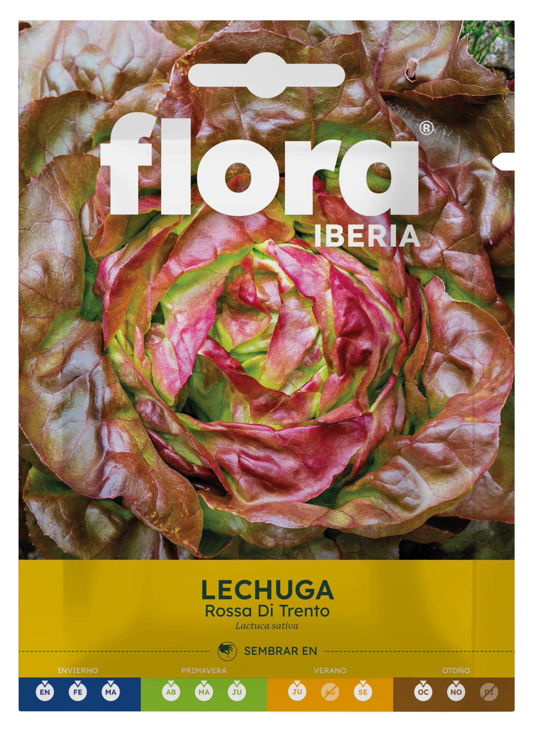 IC01079BOLS - Lechuga Rossa Di Trento