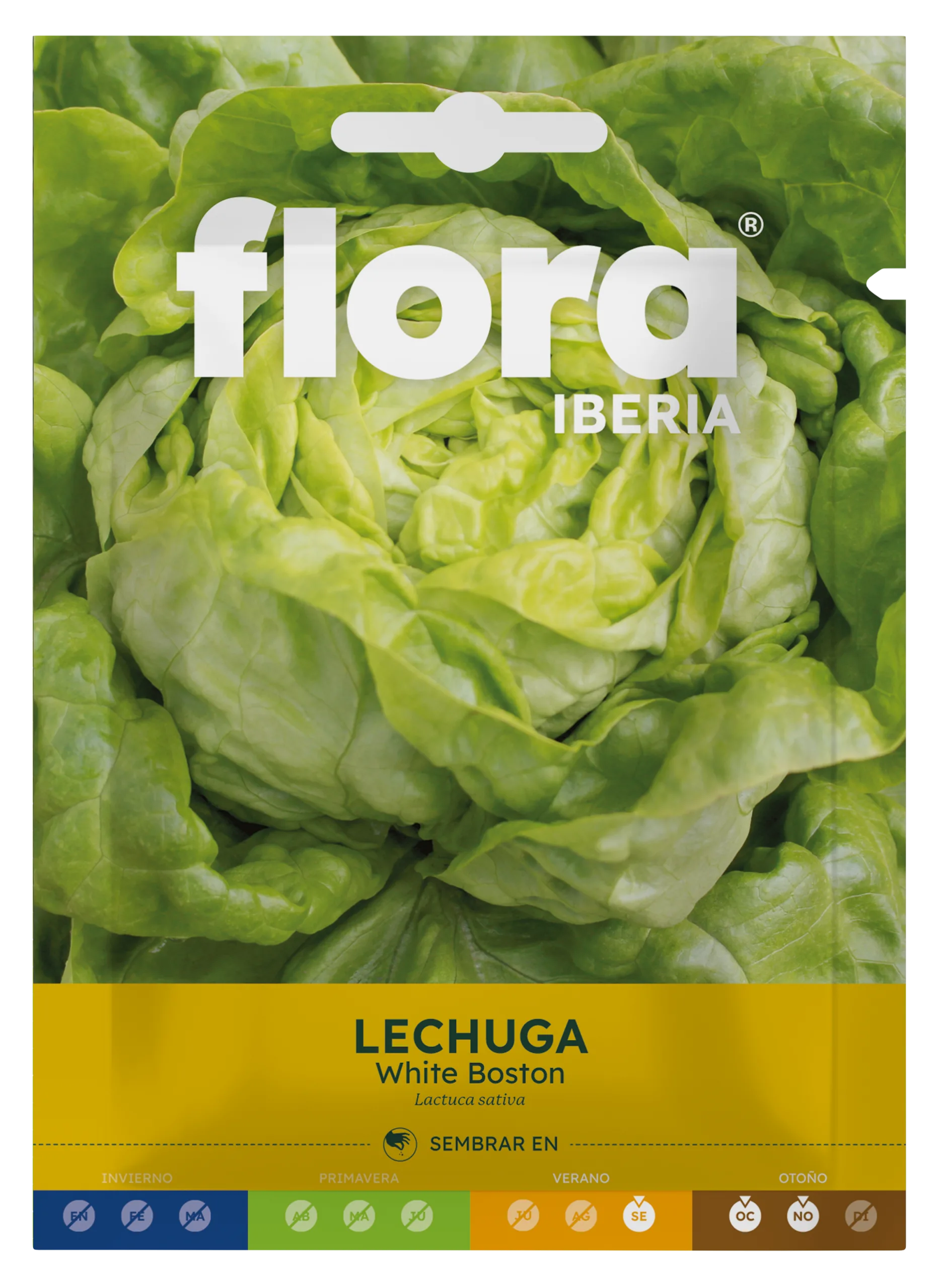 IC01082BOLS - Lechuga White Boston