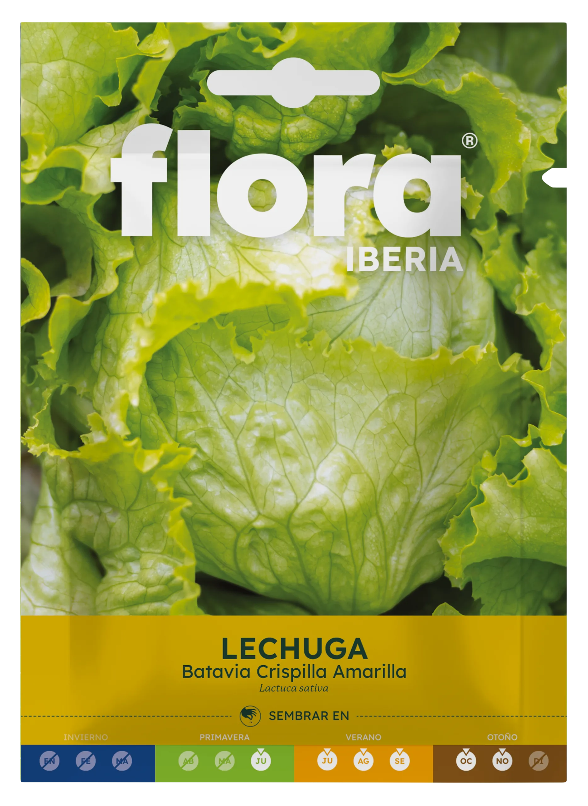 IC01087BOLS - Lechuga Batavia Crispilla Amarilla