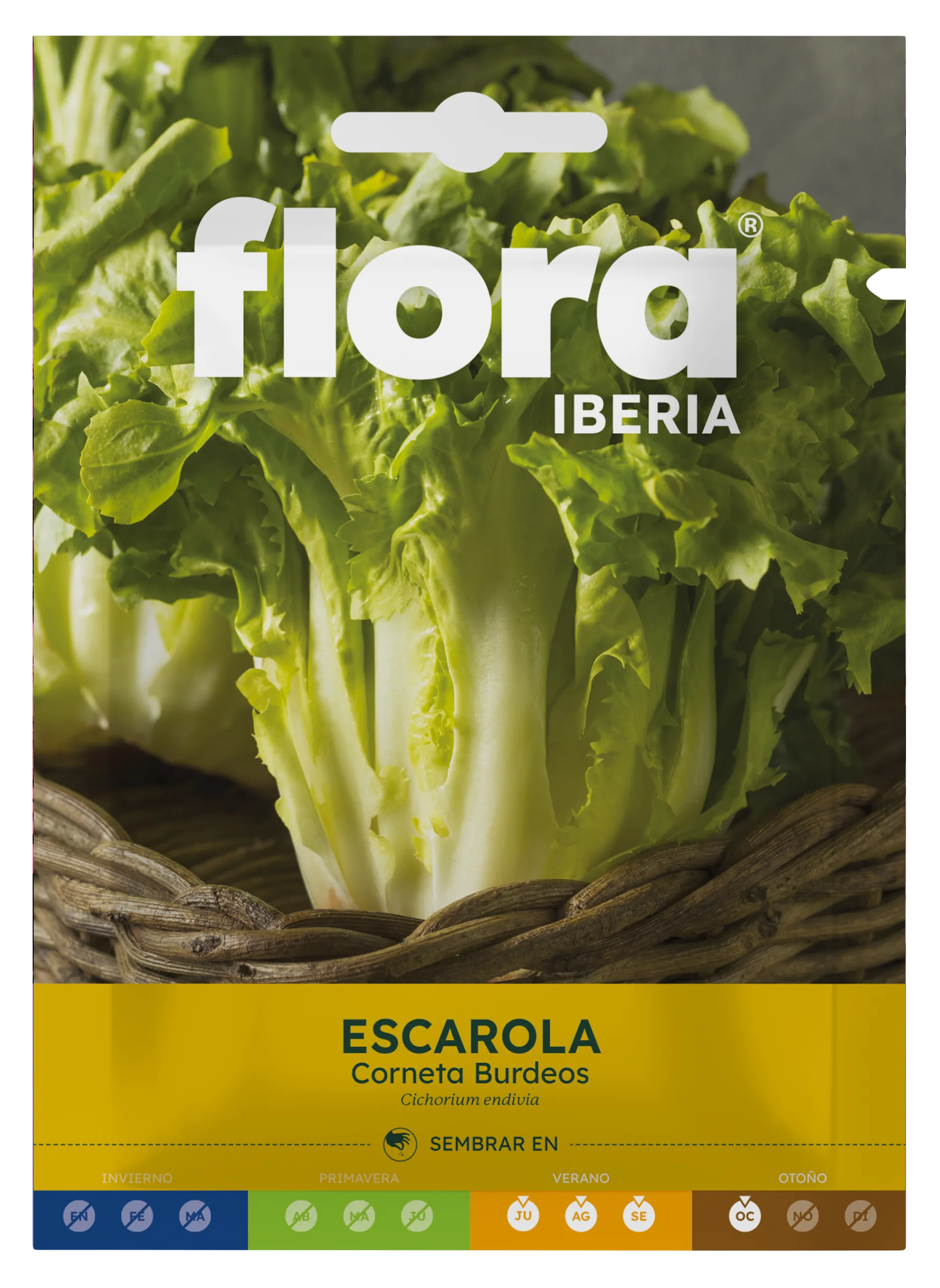 IC01113BOLS - Escarola Corneta Burdeos