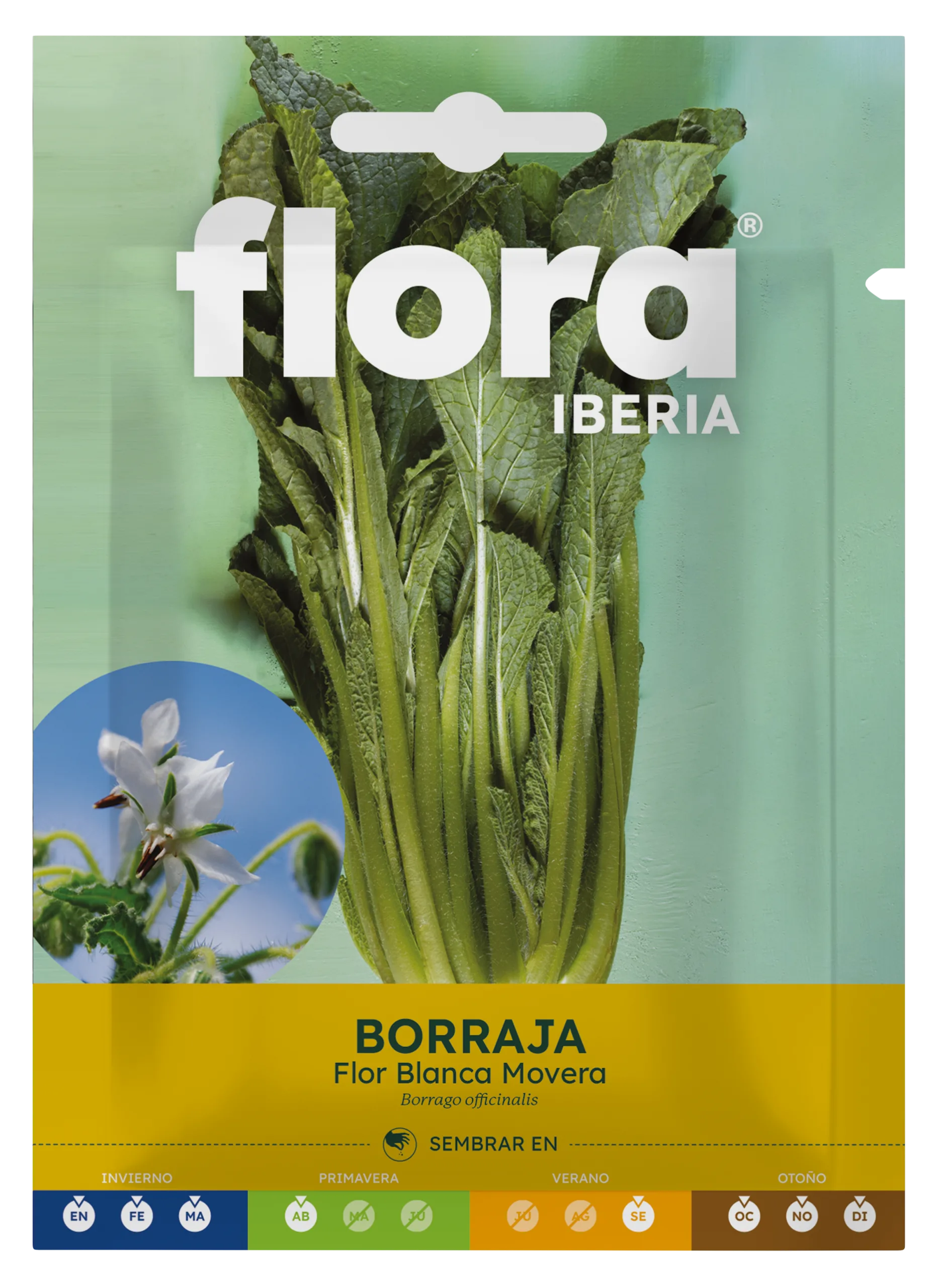 IC01128BOLS - Borraja Flor Blanca Movera