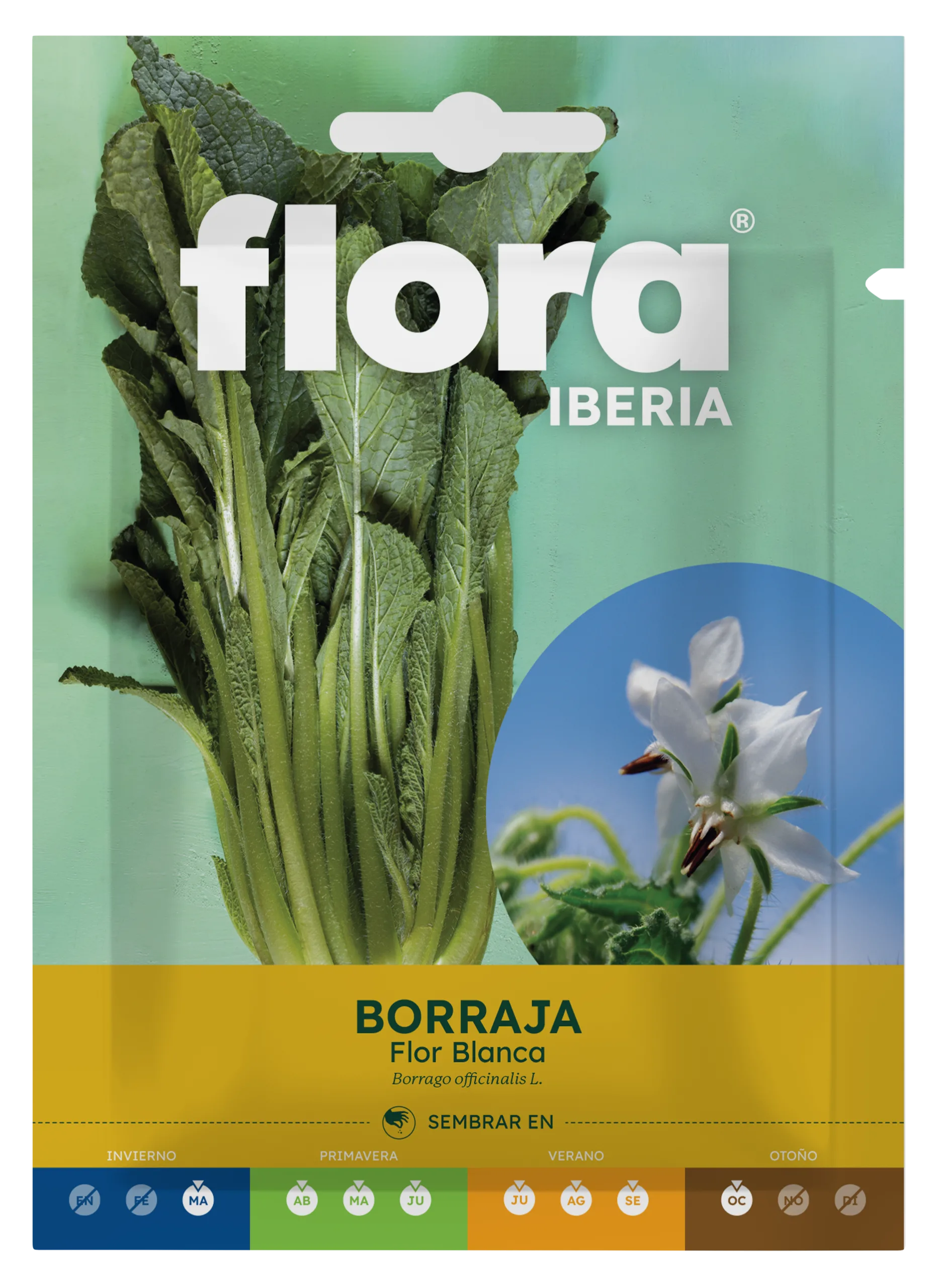 IC01129BOLS - Borraja Flor Blanca