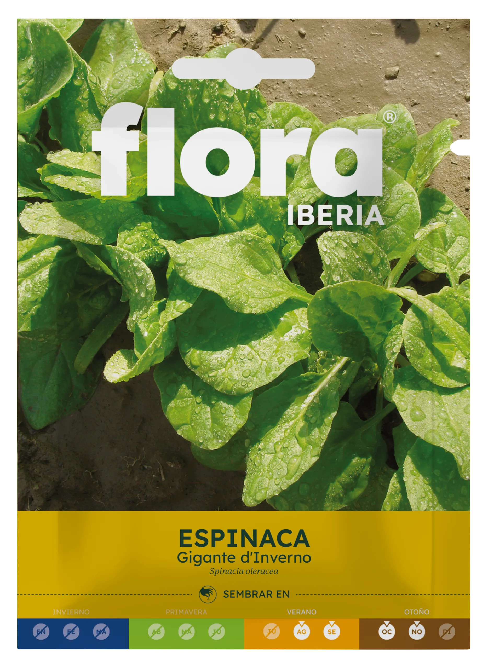IC01581BOLS - Espinaca Gigante d'Inverno