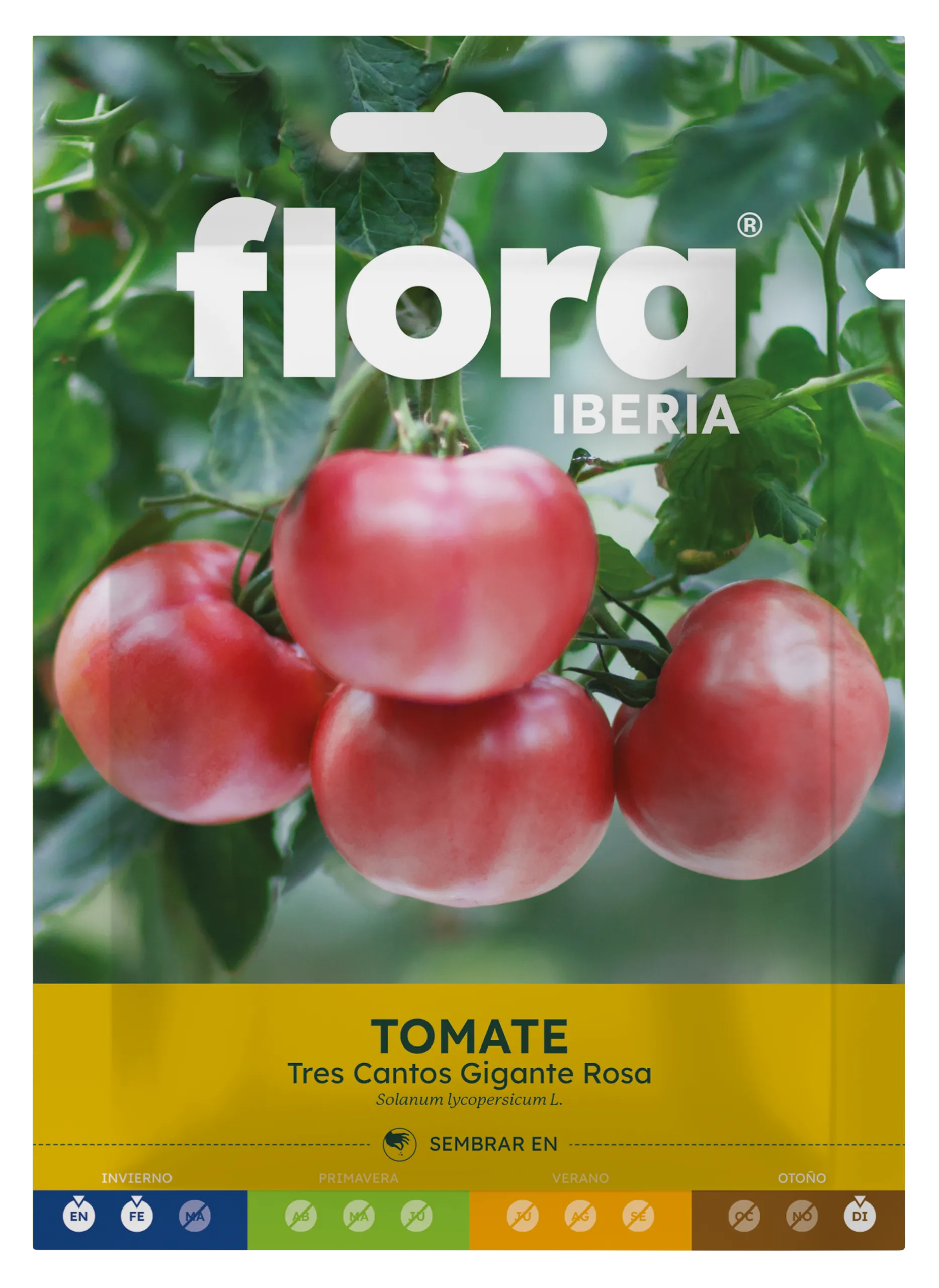 IC01927BOLS - Tomate Tres Cantos Gigante Rosa