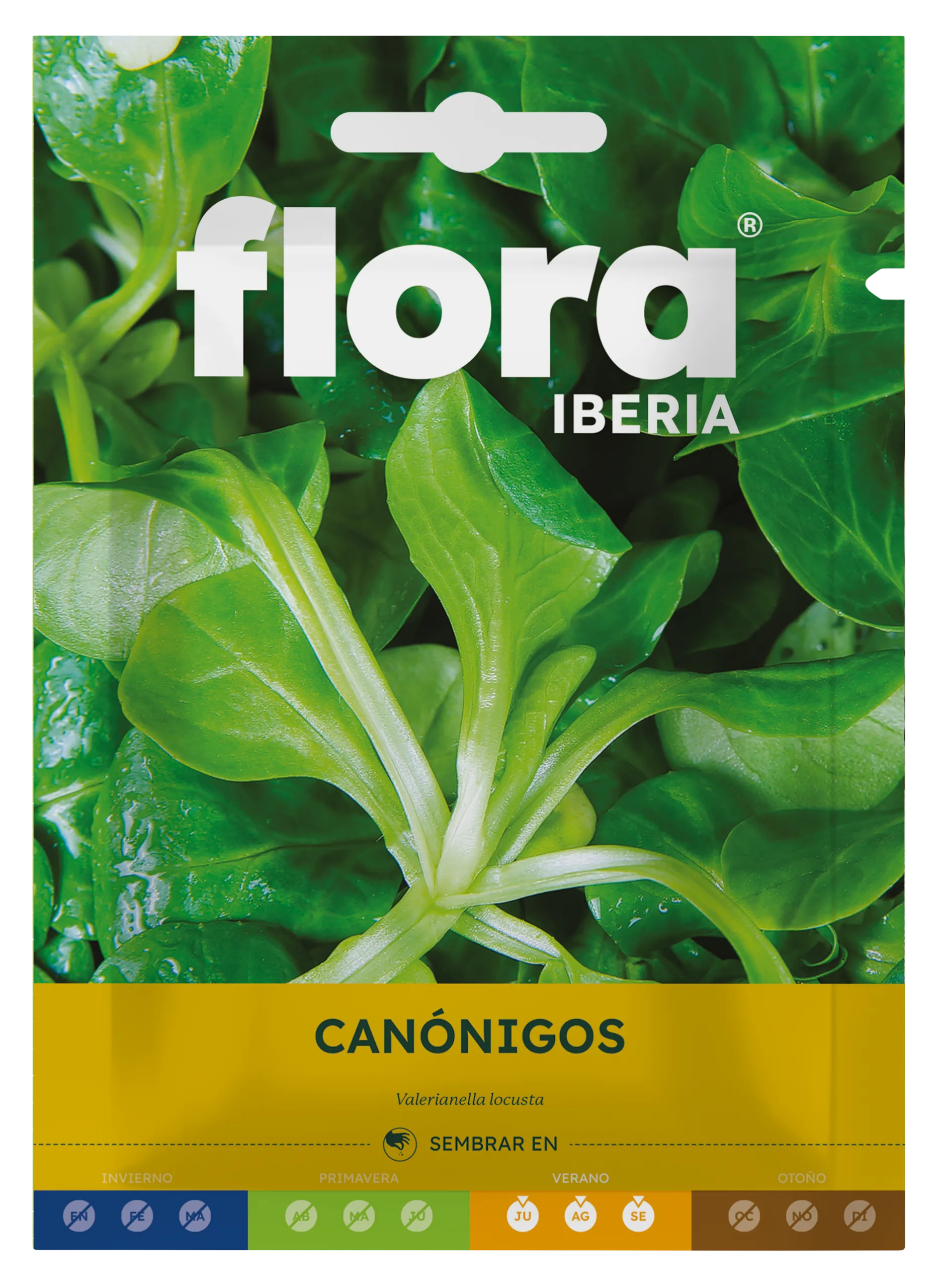 IC01931BOLS - Canónigos